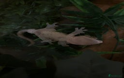 Gecko reptiles for sale: Dalmatian 3 year old male crested geckos  - Image 4