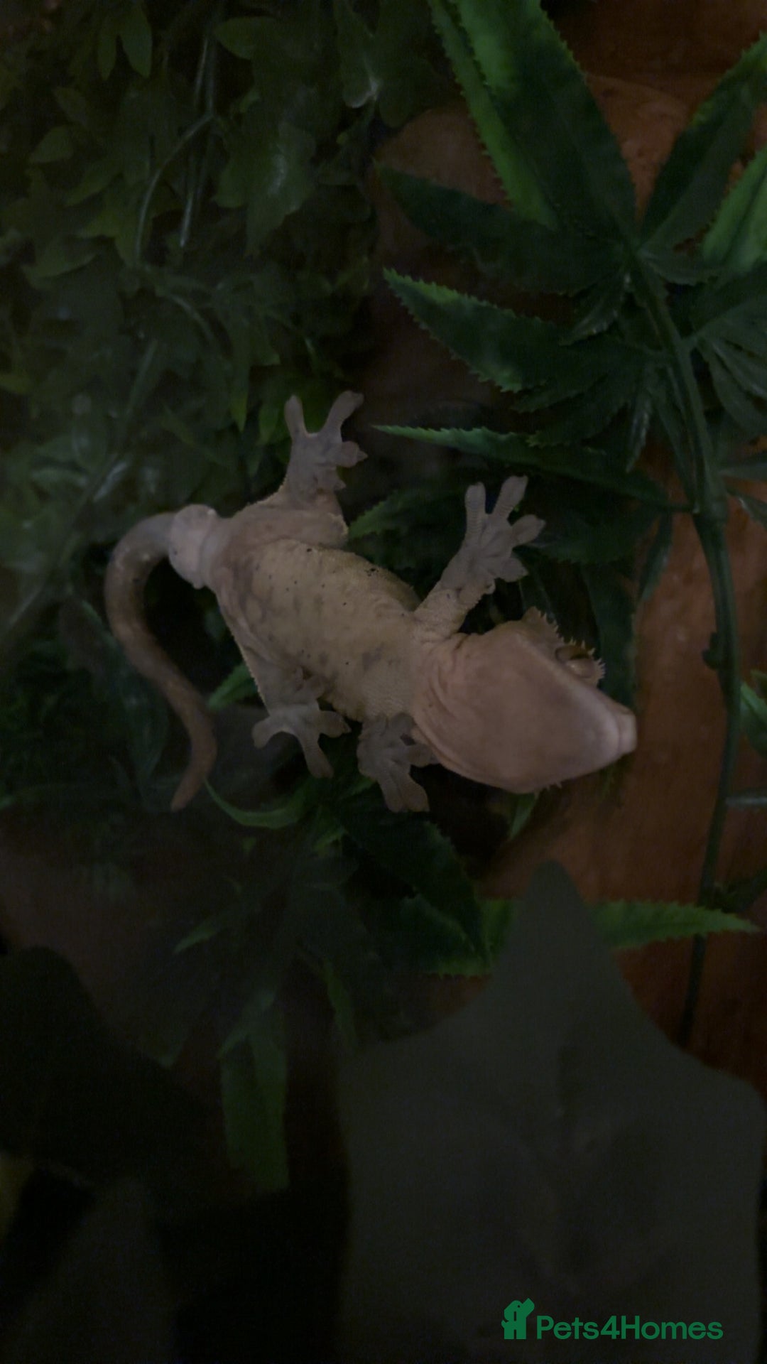 Gecko reptiles for sale: Dalmatian 3 year old male crested geckos  - Image 4