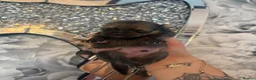 Pomeranian dogs for sale: 3 beautiful Pomeranian pups   - Advert 4