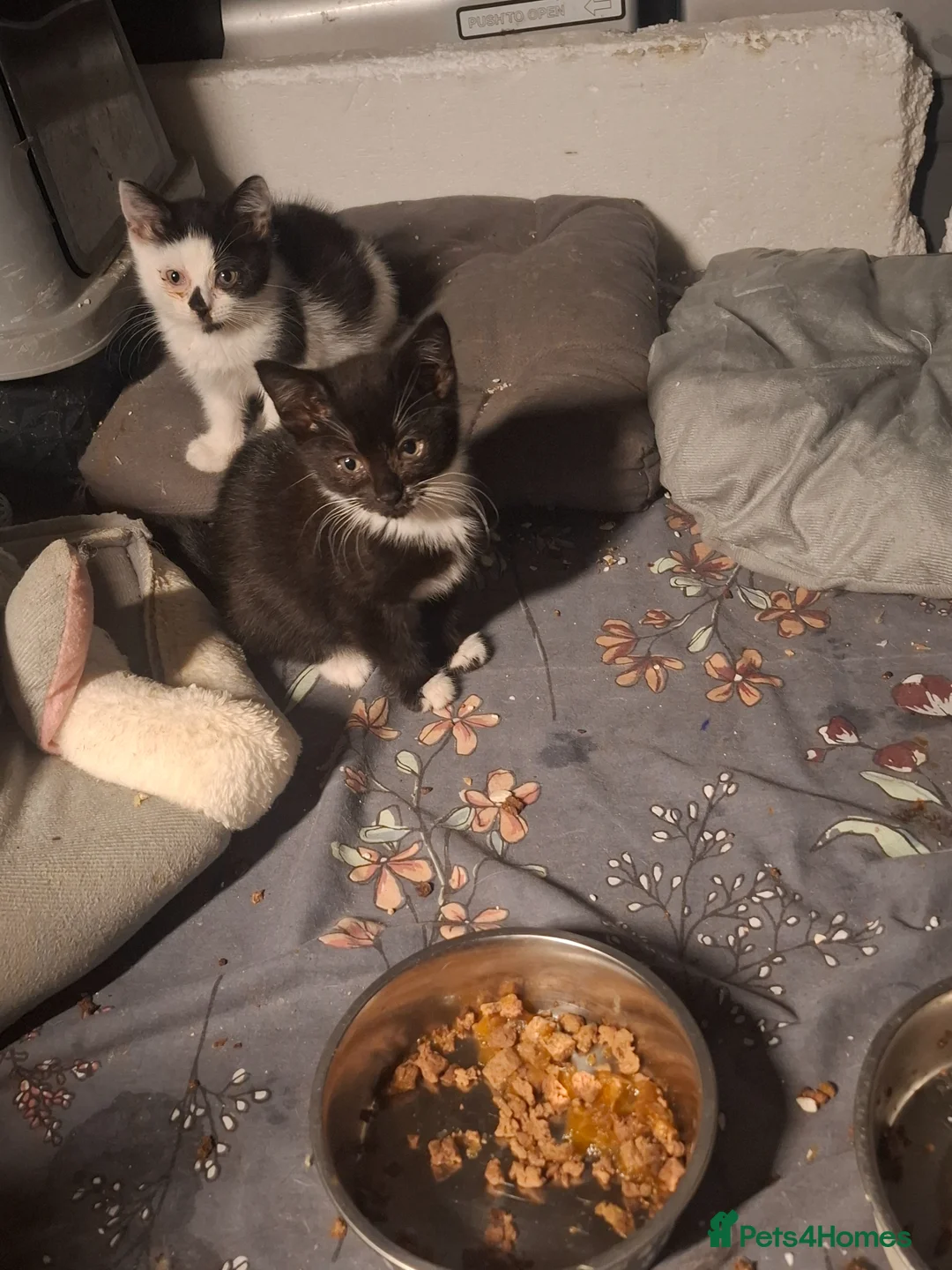 British Shorthair cats for sale: 10 week old kittens - Advert 2