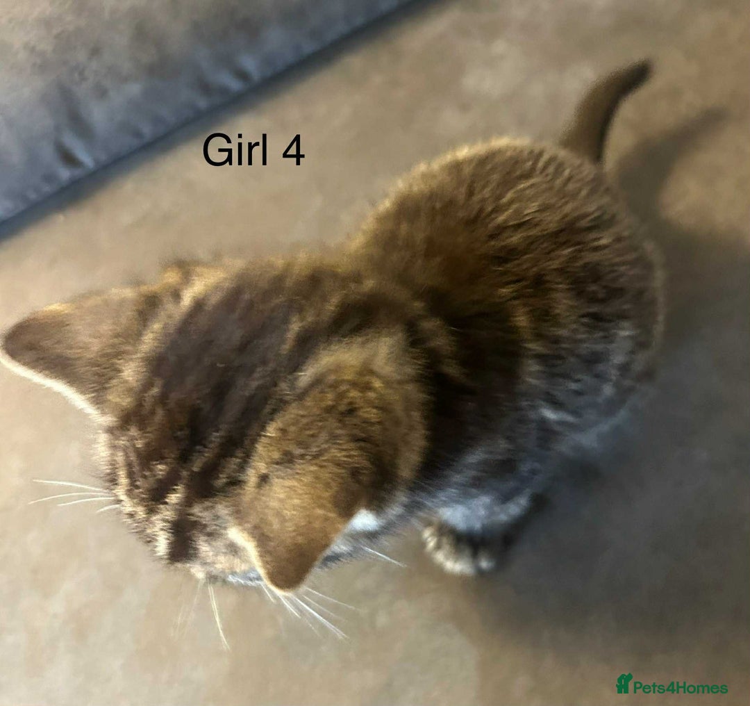 British Shorthair cats for sale: Stunning kittens available  - Image 25