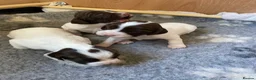 English Springer Spaniel dogs for sale: Liver & white ESS puppies for sale - Advert 3