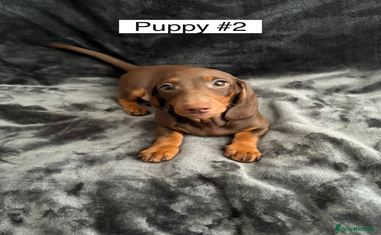 Miniature Dachshund dogs - Advert 7
