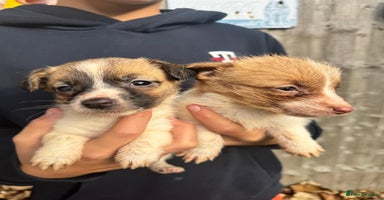 Jack Russell dogs - Advert 6