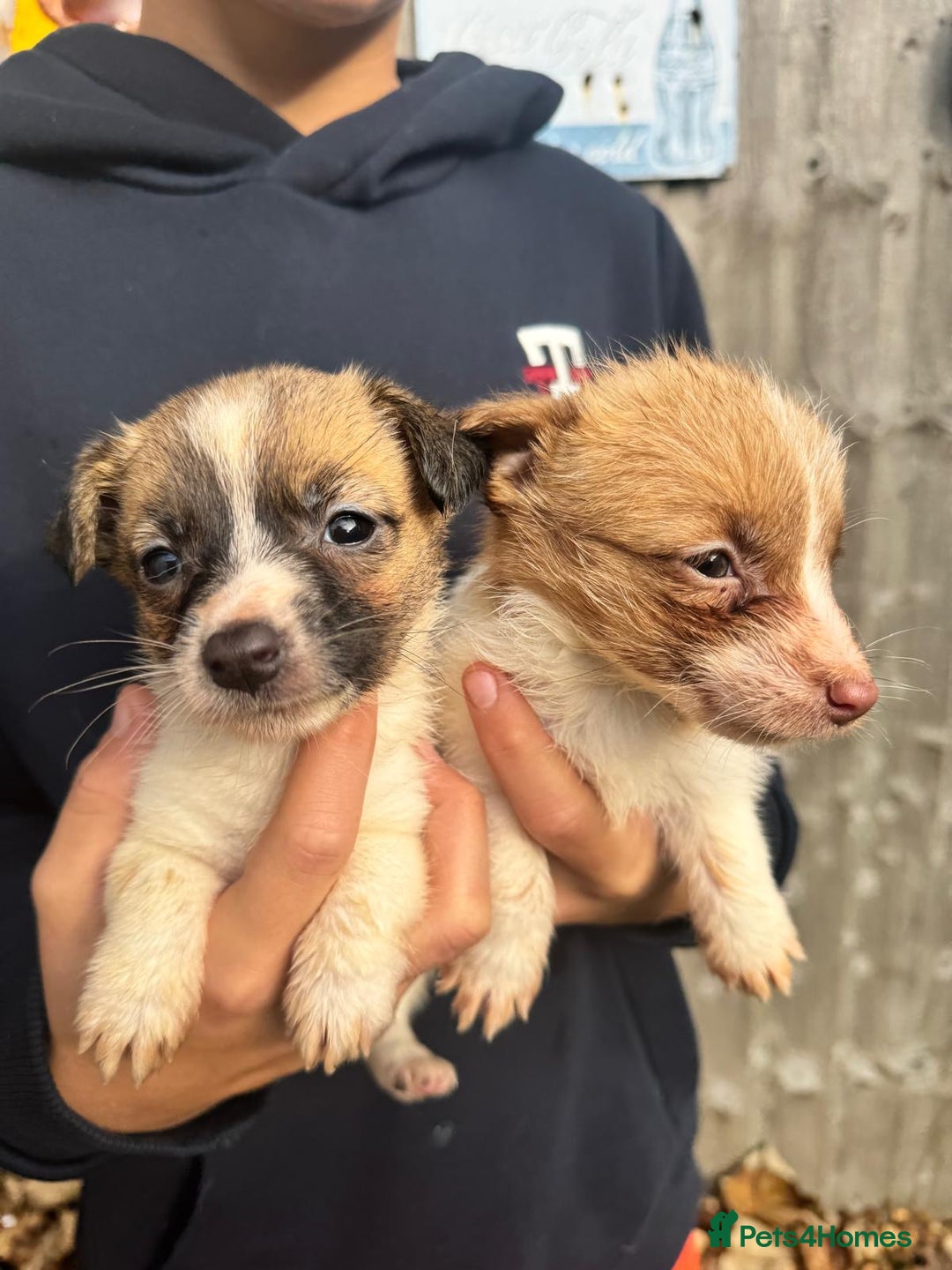 Jack Russell dogs for sale: Jack Russell terriers  - Image 3