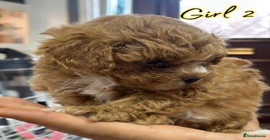 Shihpoo dogs - Advert 6