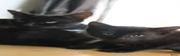 Mixed Breed cats for sale: Beautiful domestic kittens  - Advert 6