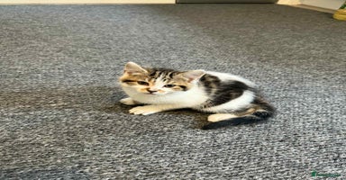 Mixed Breed cats - Advert 3