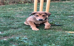 Mixed Breed dogs for sale: Belgian Malinois X Dobermann in Cheltenham - Image 3