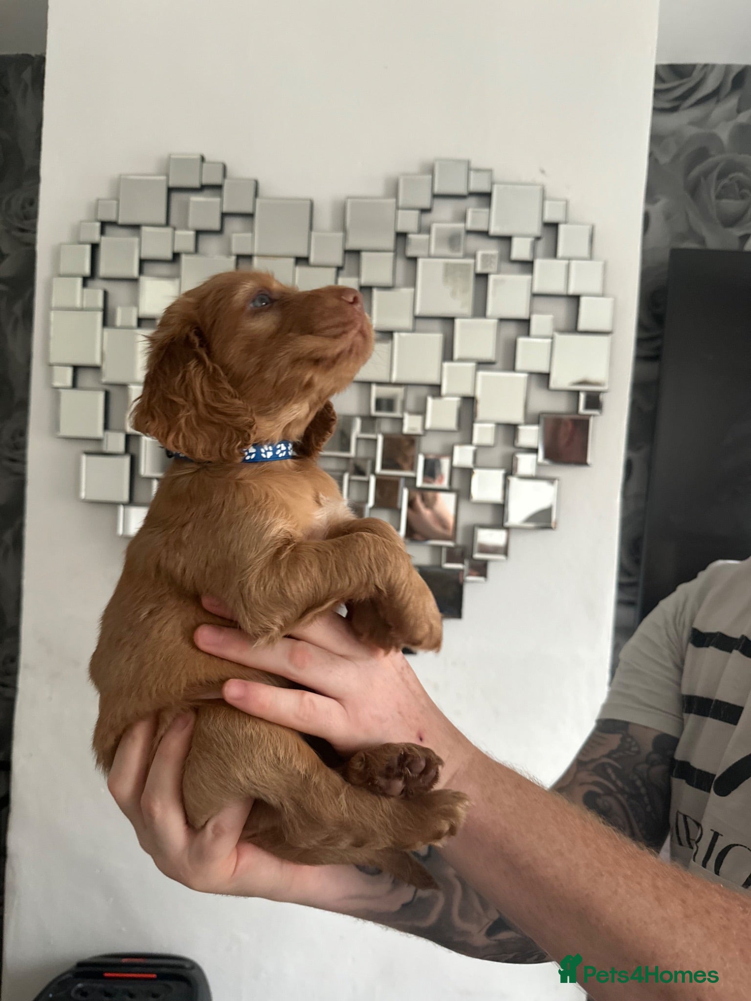 Cocker Spaniel dogs Beautiful top class red cockers  - Advert 2