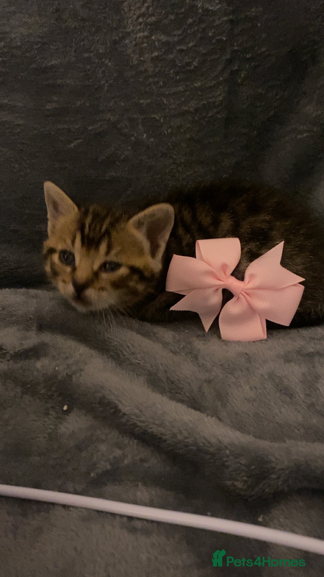 Mixed Breed cats for sale: Mixed bengal and Norwegian kittens  - Advert 13