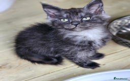 Maine Coon cats for sale: Maine Coon  - Image 12