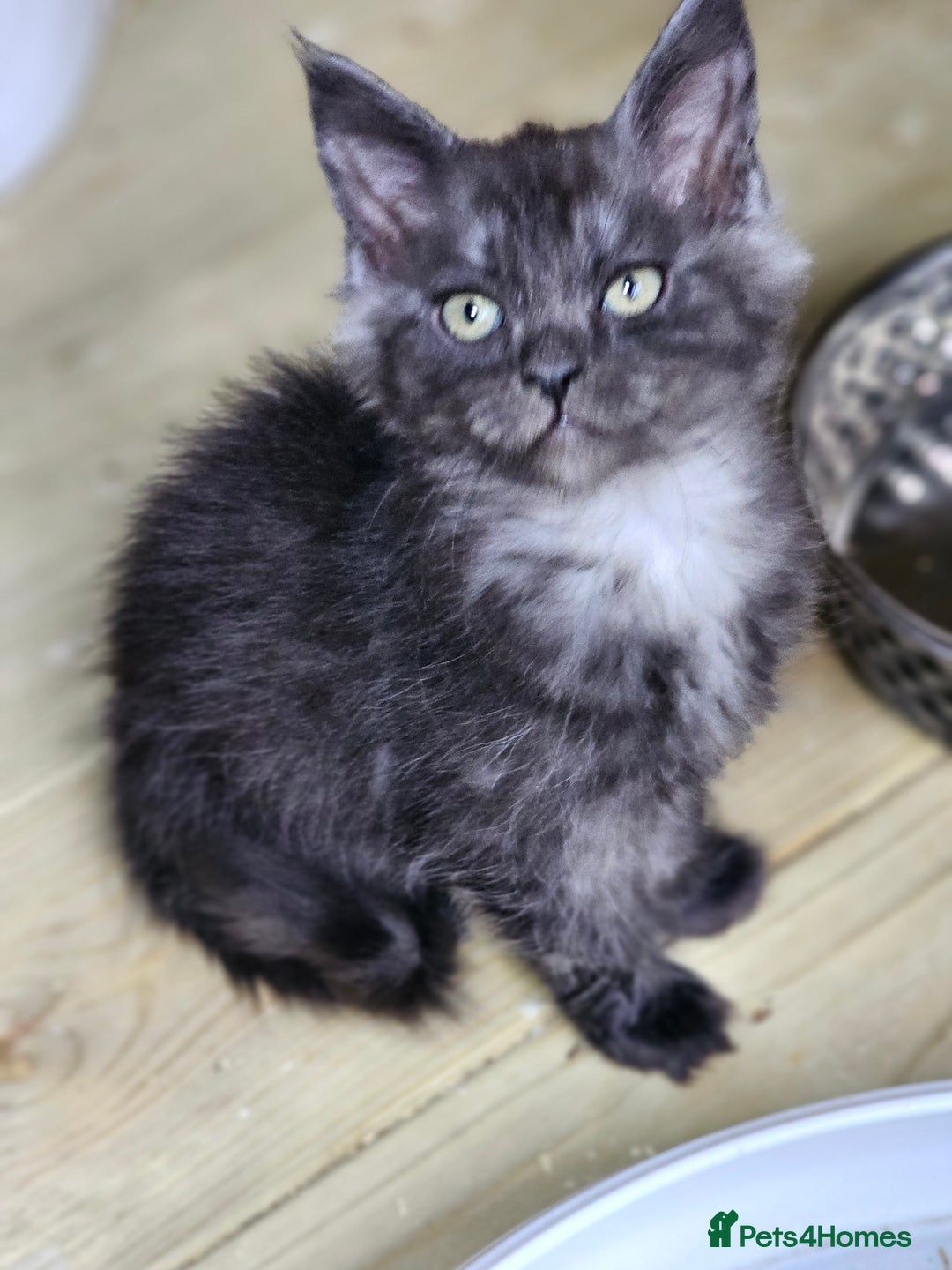 Maine Coon cats for sale: Maine Coon  - Image 12