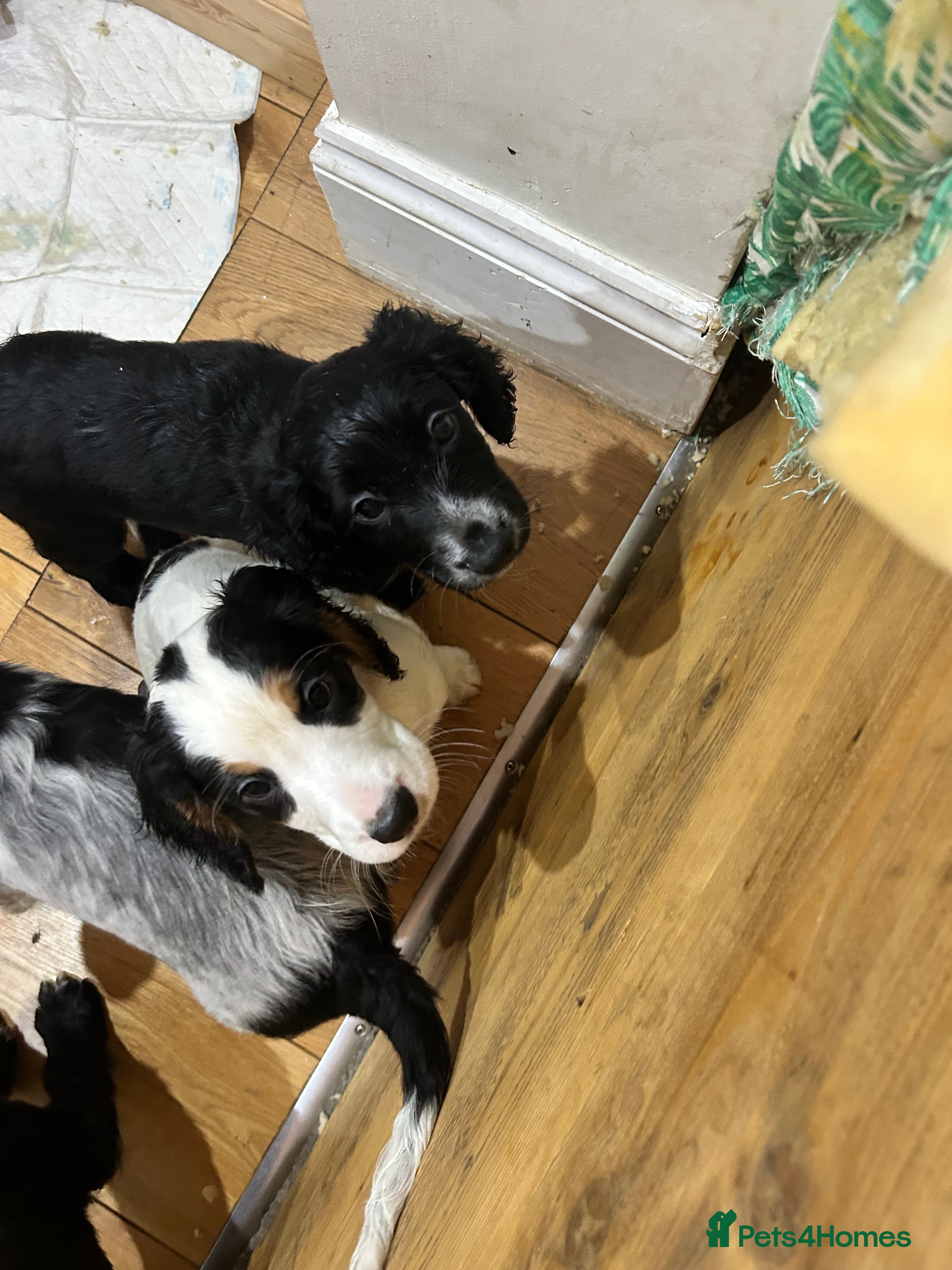 Cocker Spaniel dogs Beautiful Working Cocker Spaniel puppies - Advert 1