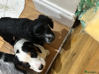 Cocker Spaniel dogs Beautiful Working Cocker Spaniel puppies - Advert 1