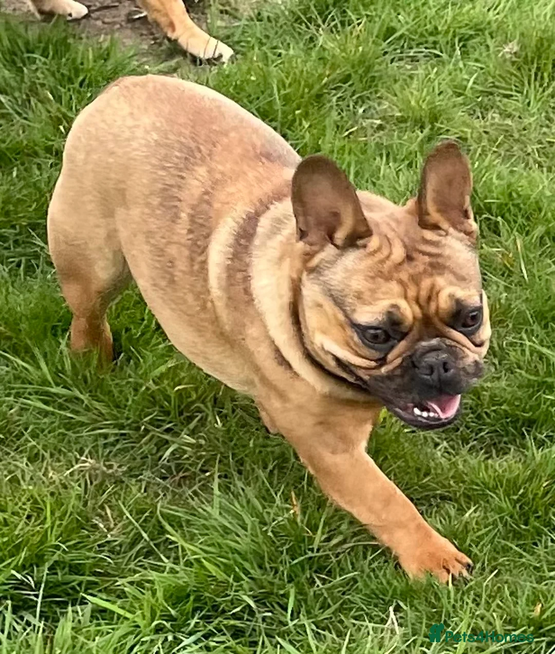 French Bulldog dogs for sale: KC HEALTH TESTED FRENCH BULLDOGS SPAYED GIRLS  - Advert 13