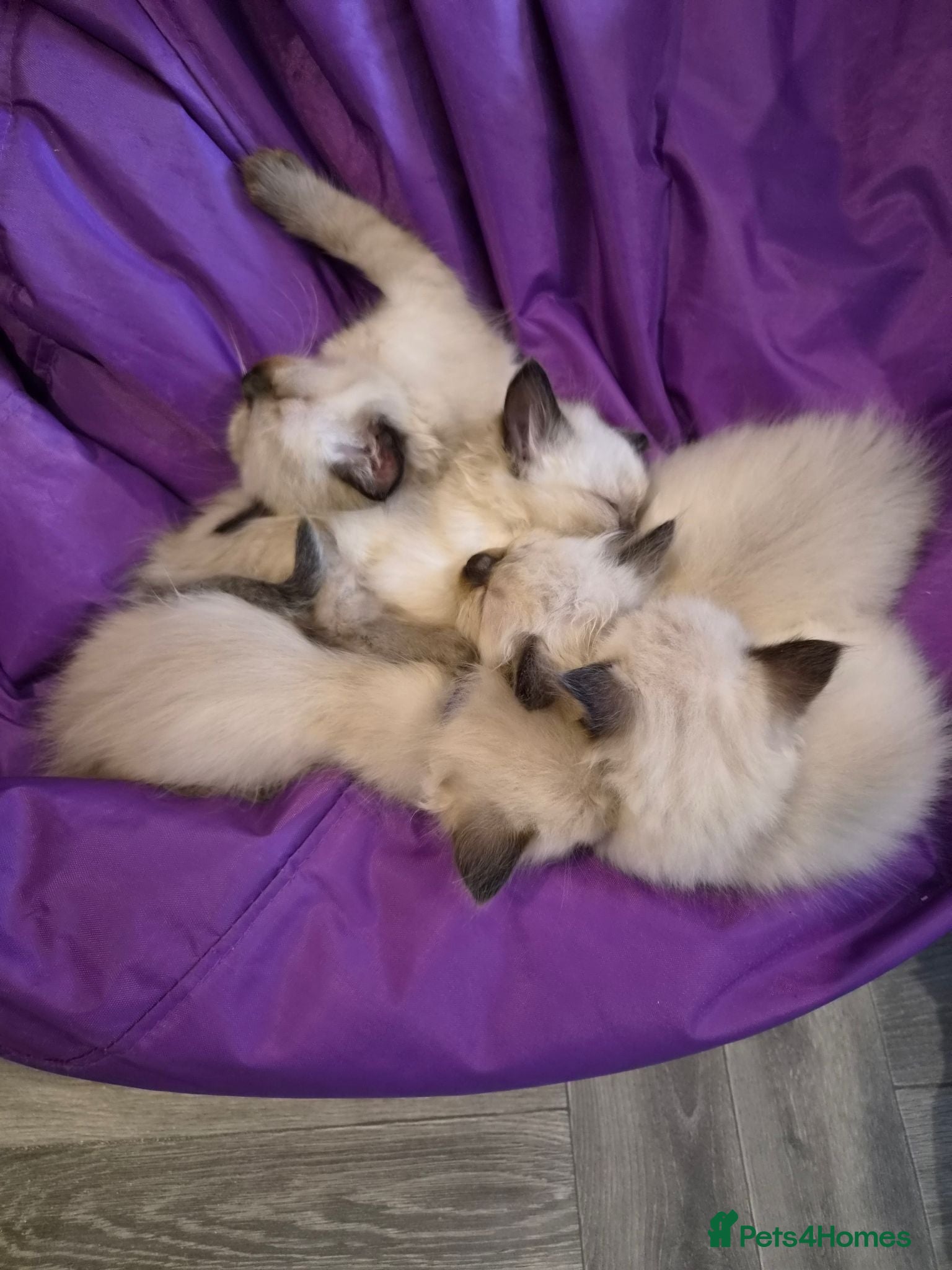 Ragdoll cats Adorable Ragdoll Kittens - Advert 1