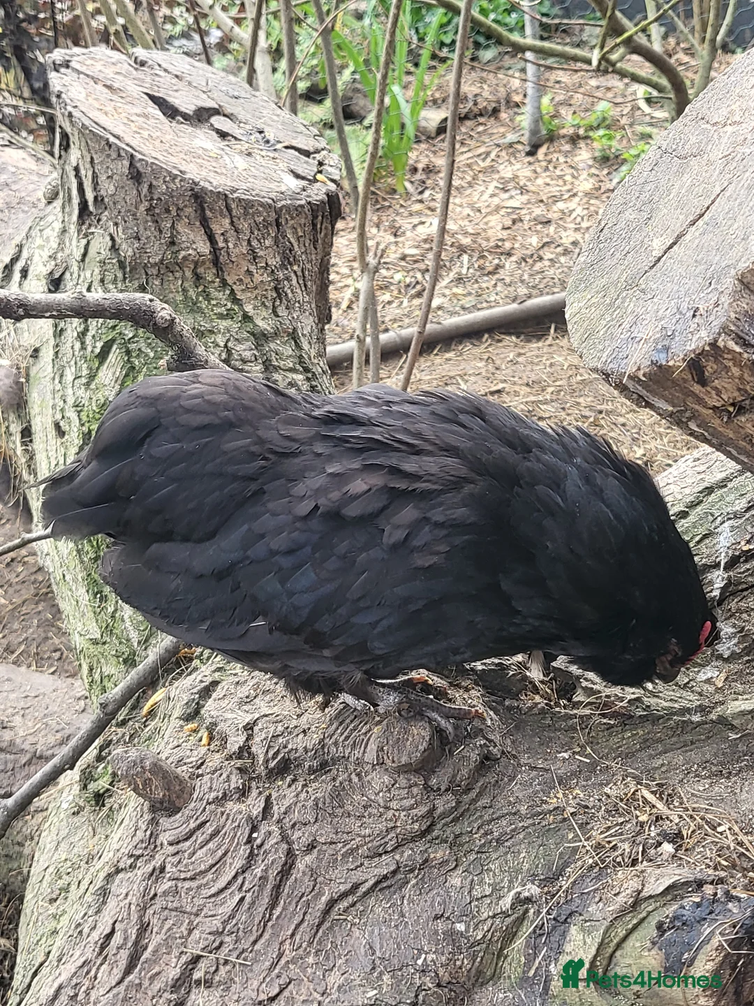 Chickens poultry for sale: Bantam Pair Barbu de grubbe rumpless - Advert 3