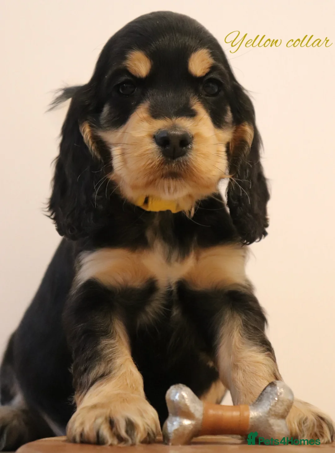 Cocker Spaniel dogs for sale: Two outstanding show cocker spaniels  - Advert 8