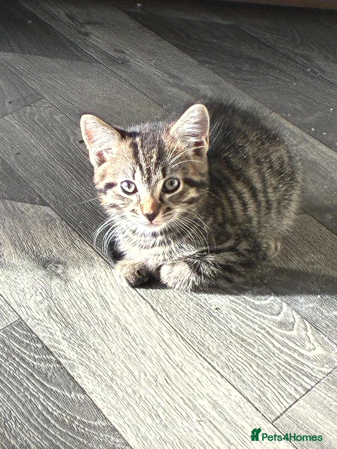 Mixed Breed cats for sale: 3 beautiful maine coon X boys  in Melksham - Advert 4