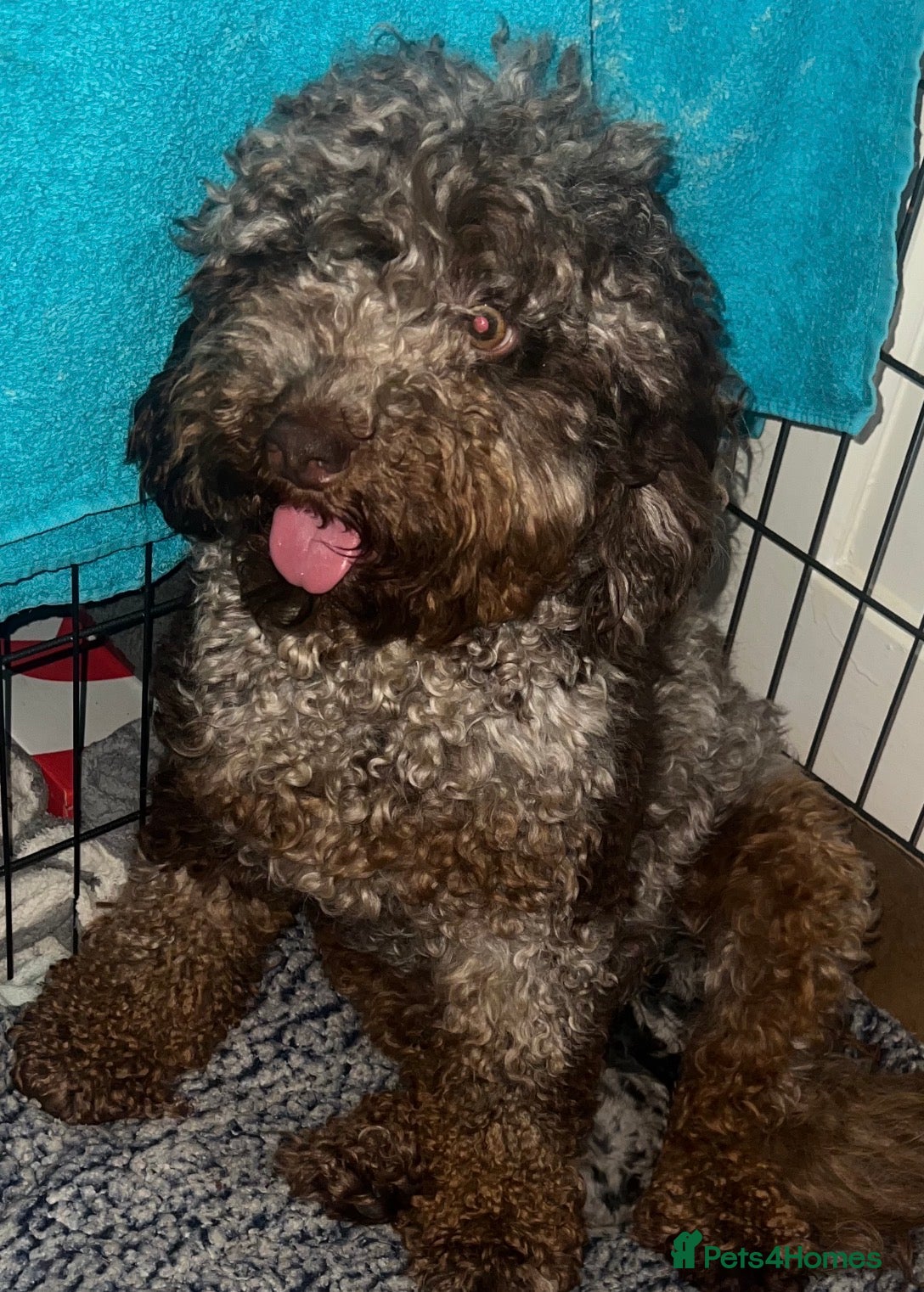 Cockapoo dogs Cockapoo puppies  - Advert 1