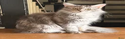 Maine Coon cats for sale: Amazing blue tortie girl  - Advert 5