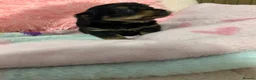 Yorkshire Terrier dogs for sale: Ready NOW !! Yorkshire terrier puppies  - Advert 7