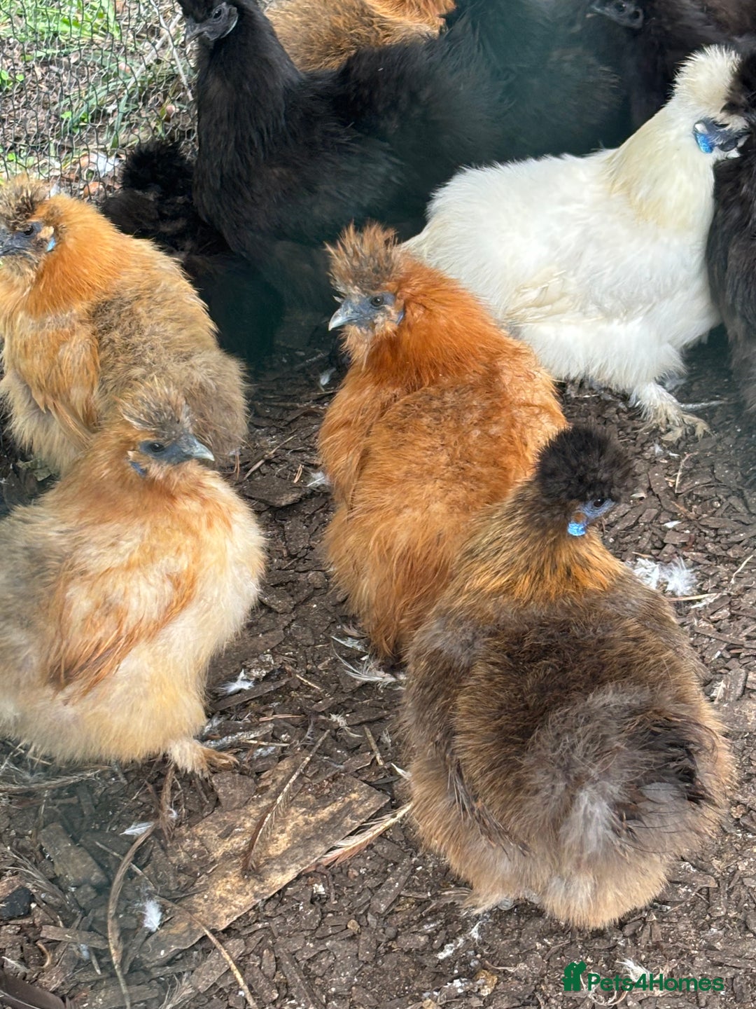 Chickens poultry for sale: Silkie hens available - Image 4
