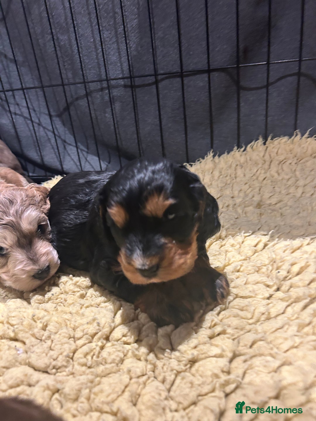 Cockapoo dogs for sale: Cockapoo puppies  - Advert 18