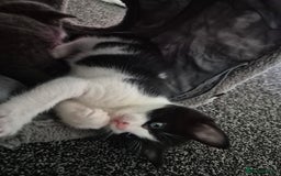 Mixed Breed cats for sale: 2 gorgeous mixed colour boys - Image 8