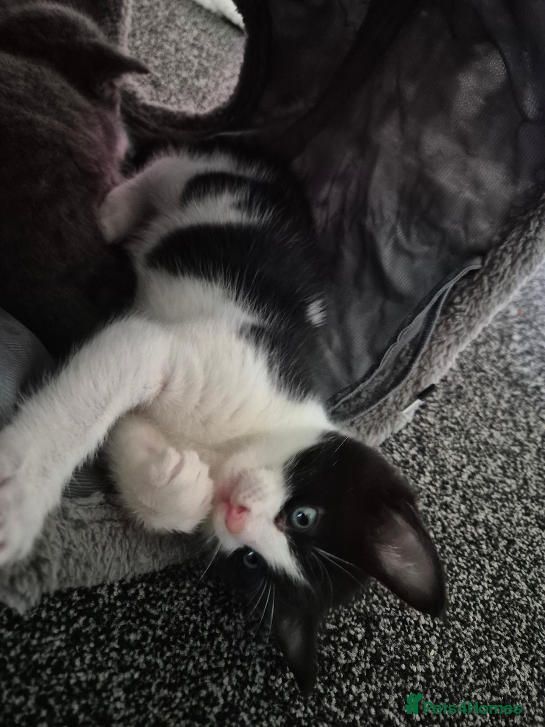 Mixed Breed cats for sale: 2 gorgeous mixed colour boys - Image 8