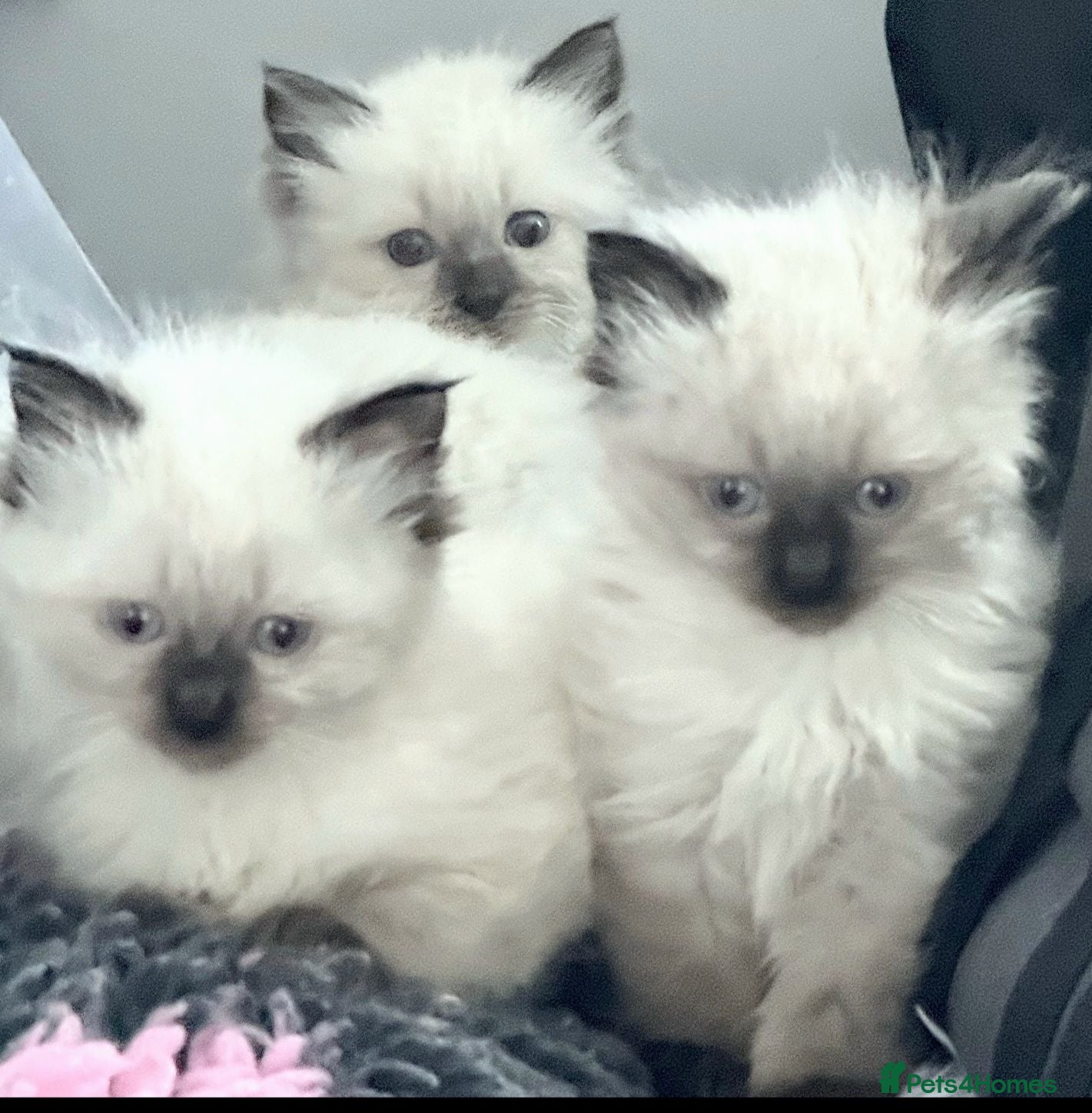 Ragdoll cats 2 beautiful seal point Ragdoll Kittens  - Advert 3