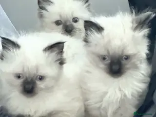 Ragdoll cats 2 beautiful seal point Ragdoll Kittens - Advert 10
