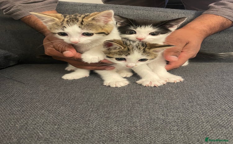 Mixed Breed cats - Advert 1