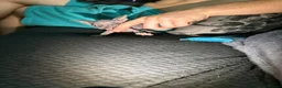 Sphynx cats for sale: Exceptional Sphynx Kittens — Home-Raised - Advert 14
