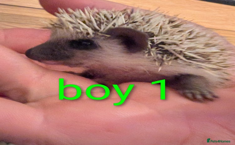 Pygmy Hedgehog rodents - Advert 2
