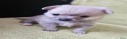 Pomchi dogs for sale: 🐶♥️Beautiful Pomchi puppies🐶♥️ - Advert 15