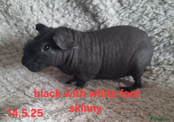 Guinea Pig rodents - Advert 7