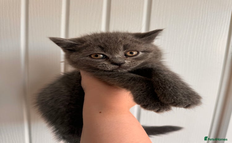 British Shorthair cats - Advert 1