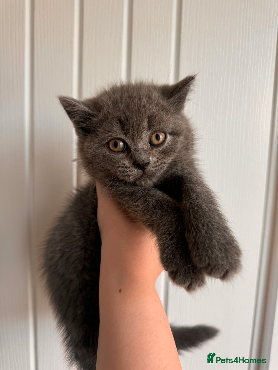 British Shorthair cats for sale: BEAUTIFUL BSH MALE KITTENS READY NOW🐾✨ - Image 1