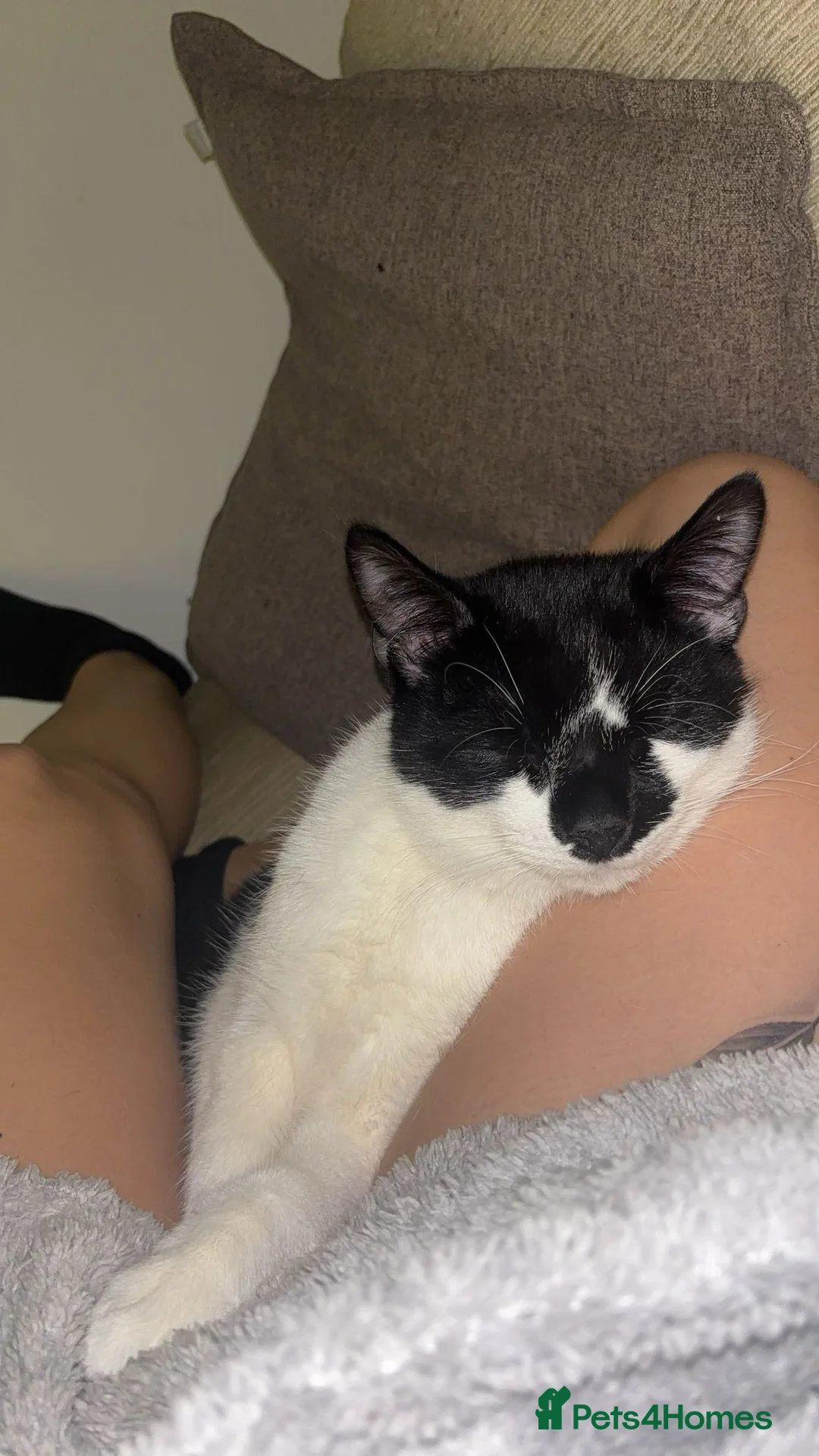 Mixed Breed cats for sale: 2 Male Cats - Advert 2