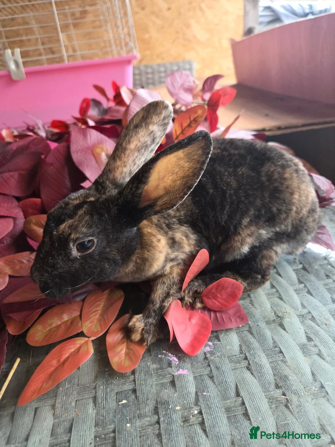 Rex rabbits for sale: Beautiful mini rex various ages - Advert 1