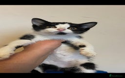 Mixed Breed cats for sale: Cute kittens for sale with goodie bag - Image 10