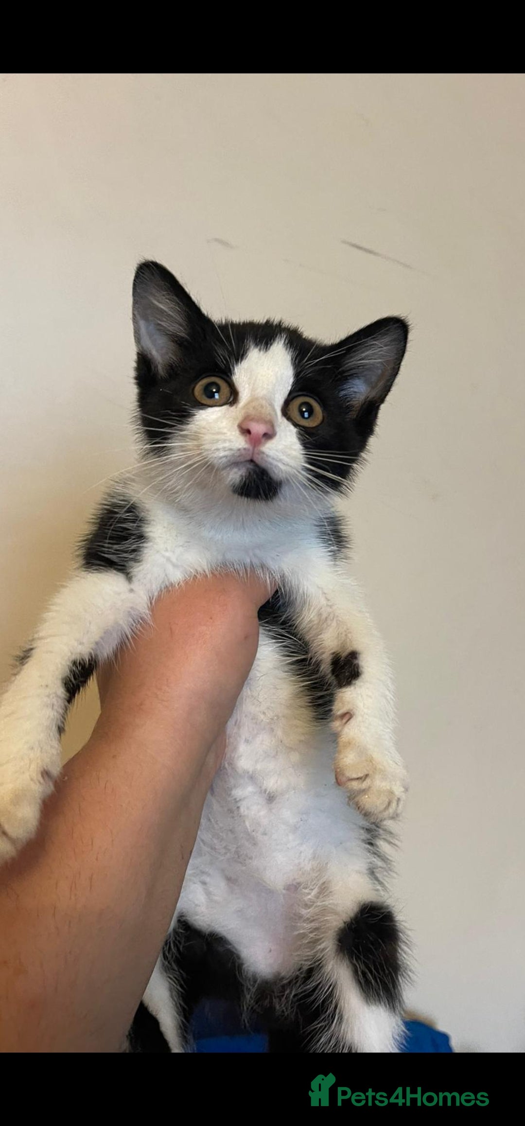Mixed Breed cats for sale: Cute kittens for sale with goodie bag - Image 10