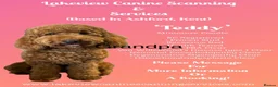 Cockapoo dogs for sale: Cockapoo puppies  in Ashford - Advert 10