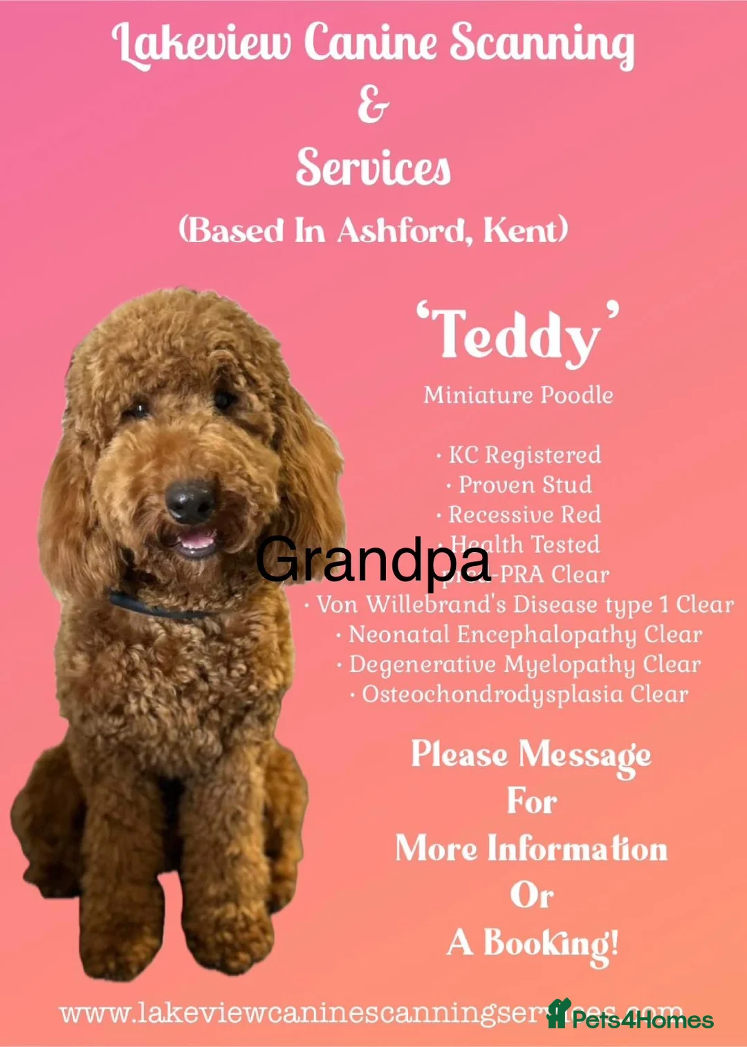 Cockapoo dogs for sale: Cockapoo puppies  in Ashford - Advert 10