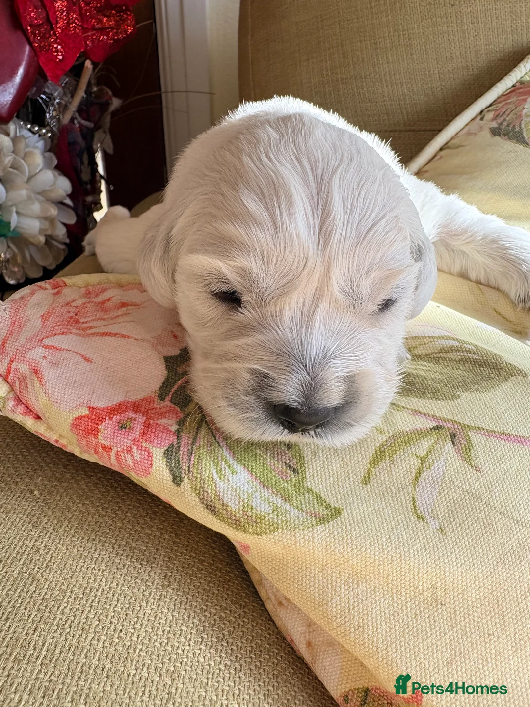 Golden Retriever dogs for sale: Cream golden retrievers  - Advert 4