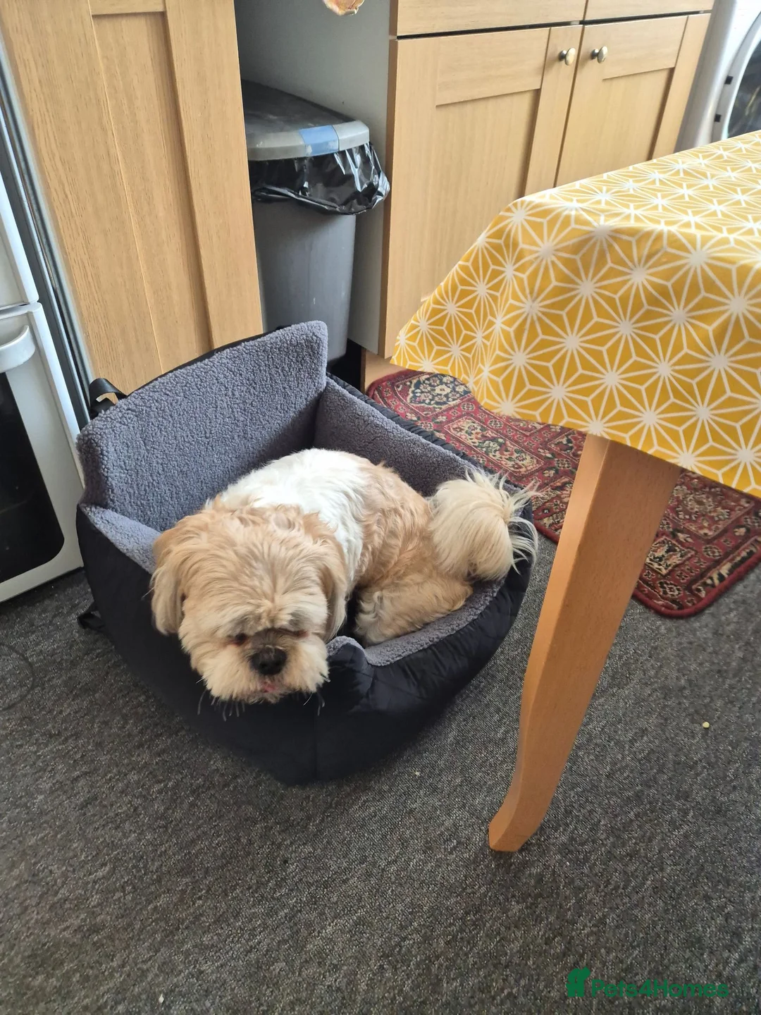 Shih Tzu dogs for sale: Dog for sale in Wisbech - Advert 5