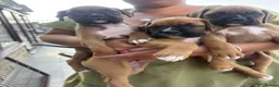 Boxer dogs for sale: 3 Boxer pups for sale in Glasgow - Advert 1