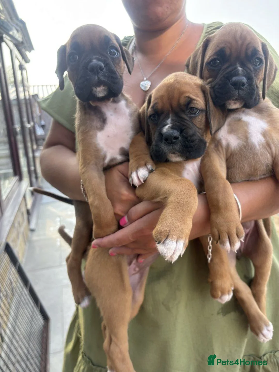 Boxer dogs for sale: 3 Boxer pups for sale in Glasgow - Advert 1